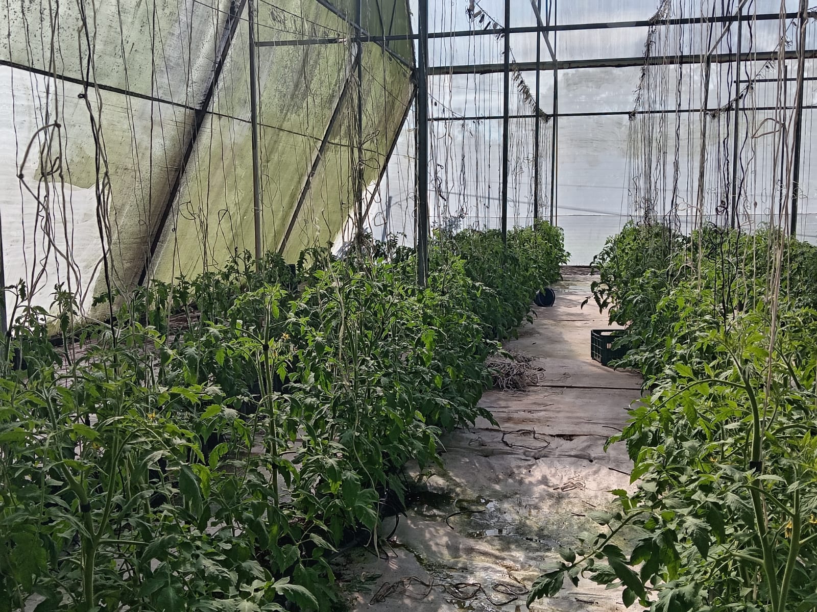 Plantas comestibles